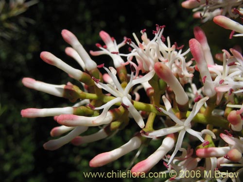 Bild von Notanthera heterophylla (Quintral del boldo / peumo / laurel). Klicken Sie, um den Ausschnitt zu vergrössern.