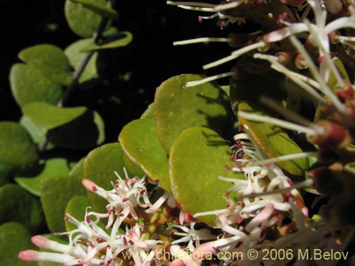 Image of Notanthera heterophylla (Quintral del boldo / peumo / laurel). Click to enlarge parts of image.