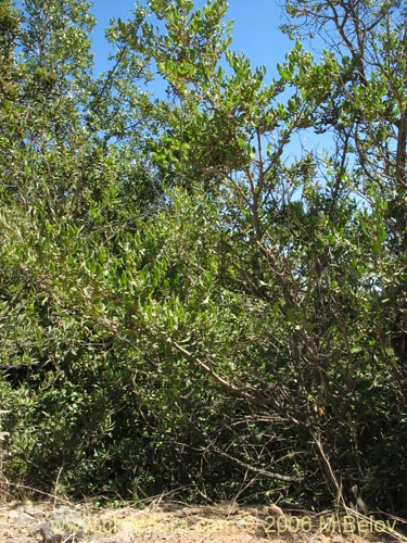 Image of Azara integrifolia (CorcolÃ©n). Click to enlarge parts of image.
