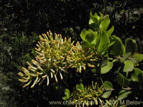 Image of Notanthera heterophylla (Quintral del boldo / peumo / laurel). Click to enlarge parts of image.