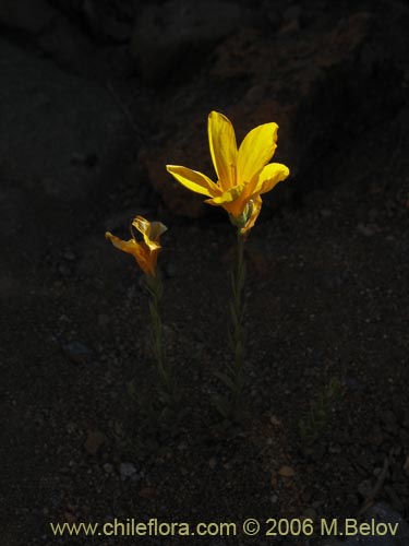 Image of Oenothera stricta (Flor de San Jos� / Don Diego de la noche amarillo). Click to enlarge parts of image.