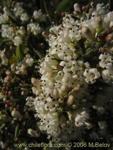 Image of Colletia spinosa (Crucero / Yaqui / Cunco). Click to enlarge parts of image.