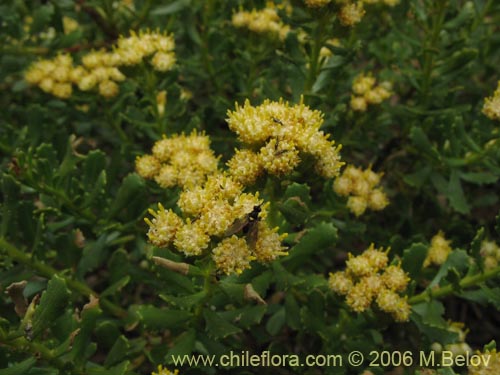 Image of Baccharis (baccharis). Click to enlarge parts of image.
