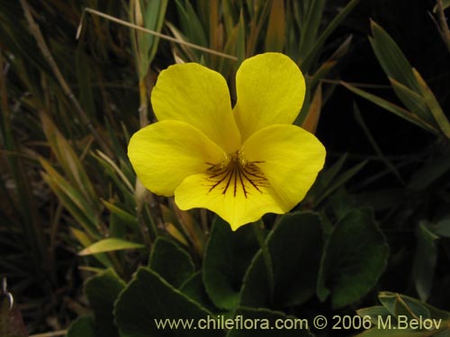 Image of Viola maculata (Violeta amarilla). Click to enlarge parts of image.