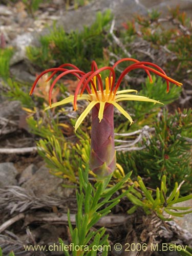 Image of Mutisia linearifolia (Clavel del campo). Click to enlarge parts of image.