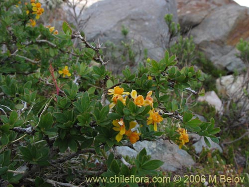 Image of Berberis montana (Michay / Calafate). Click to enlarge parts of image.