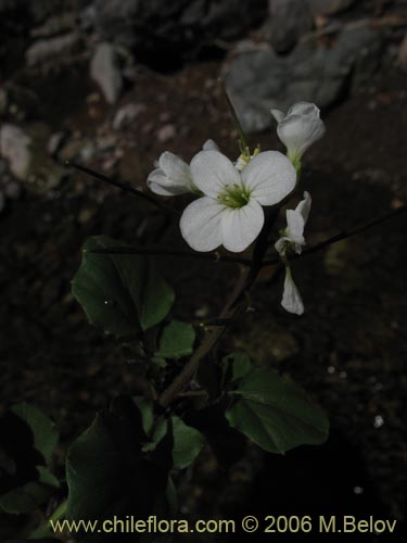 Image of Cardamine sp. #1559 (). Click to enlarge parts of image.