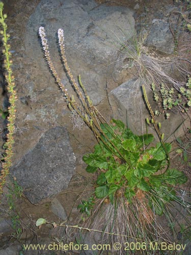 Image of Francoa appendiculata (Llaupangue / Vara de mÃ¡rmol). Click to enlarge parts of image.