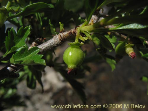 Image of Ribes cucullatum (Parilla de hoja chica / Zarzaparilla). Click to enlarge parts of image.