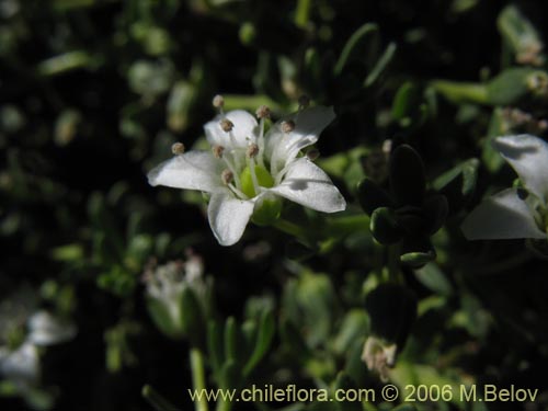 Image of Arenaria serpens (). Click to enlarge parts of image.
