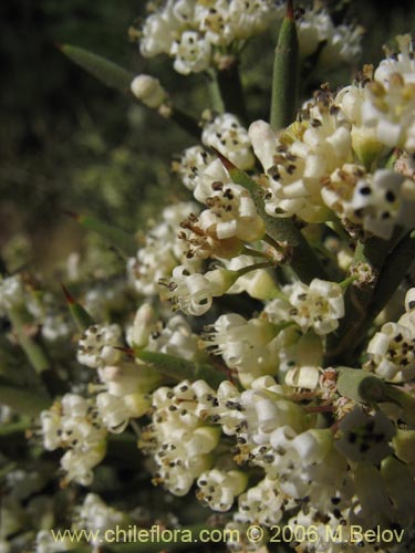 Image of Colletia spinosa (Crucero / Yaqui / Cunco). Click to enlarge parts of image.