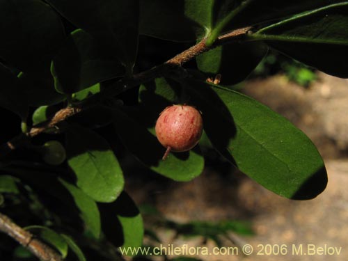 Image of Azara microphylla (Chin-chin / Roblecillo). Click to enlarge parts of image.