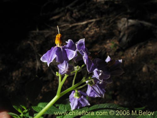 Solanum etuberosumの写真
