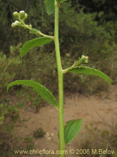 Image of Baccharis racemosa (Chilca / Chilco). Click to enlarge parts of image.