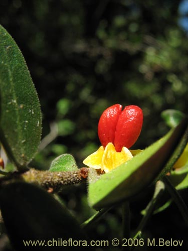 Image of Maytenus chubutensis (Maiten de Chubut). Click to enlarge parts of image.