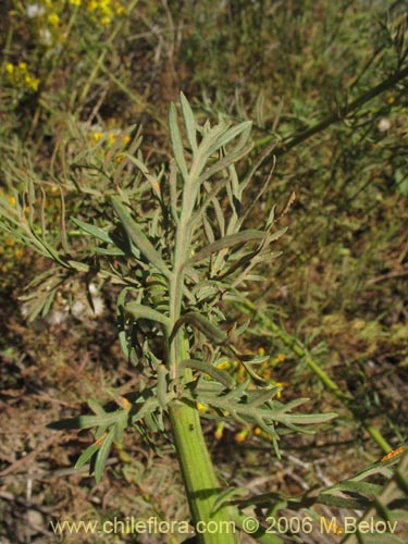 Image of Senecio eruciformis (Senecio de cordillera). Click to enlarge parts of image.