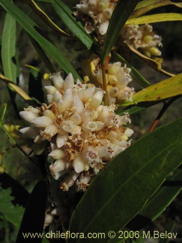 Image of Cuscuta sp. #1060 (). Click to enlarge parts of image.