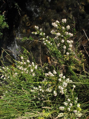 Image of Escallonia virgata (Mata negra / Meki). Click to enlarge parts of image.
