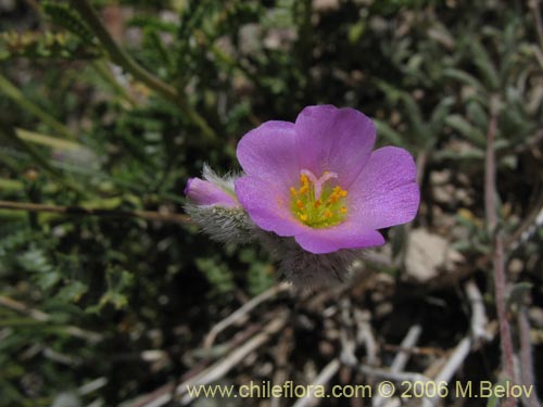 Image of Portulacaceae sp. #2369 (). Click to enlarge parts of image.