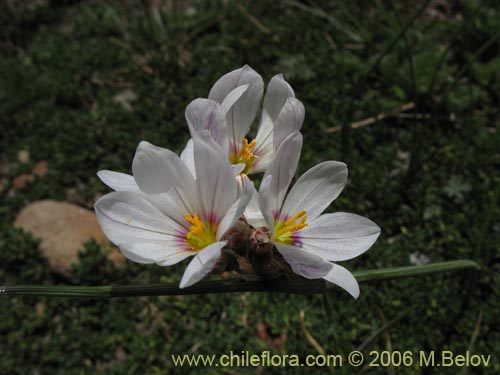 Bild von Sisyrinchium junceum ssp. junceum (Huilmo rosado). Klicken Sie, um den Ausschnitt zu vergrössern.