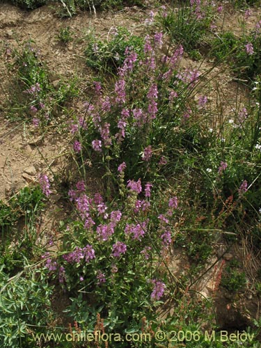 Image of Stachys sp. #1558 (). Click to enlarge parts of image.