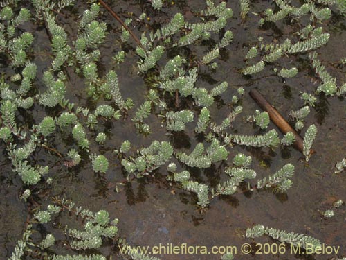 Imágen de Myriophyllum brasiliense (hierba del sapo/llorona). Haga un clic para aumentar parte de imágen.