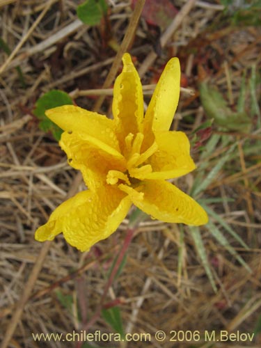 Oenothera sp. #1553的照片