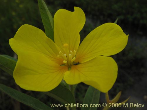 Image of Ludwigia peploides (Duraznillo de agua). Click to enlarge parts of image.