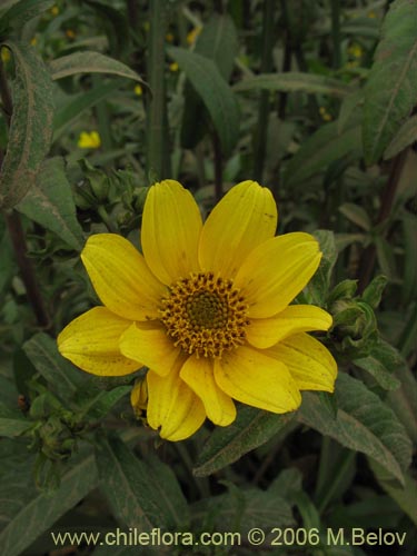 Image of Asteraceae sp. #2754 (). Click to enlarge parts of image.