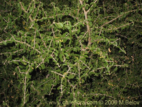 Porlieria chilensis的照片