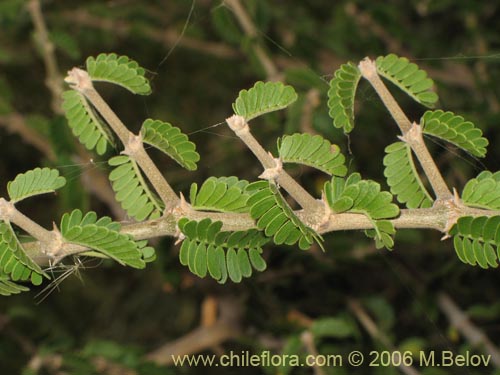 Imágen de Porlieria chilensis (Guayacán / Palo santo). Haga un clic para aumentar parte de imágen.