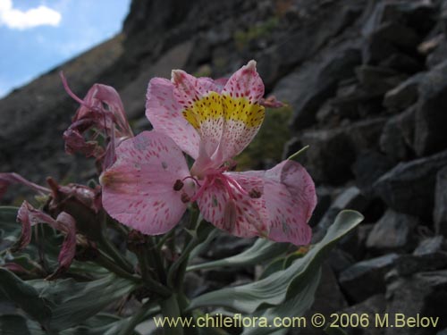Image of Alstroemeria umbellata (Lirio de cordillera rosado). Click to enlarge parts of image.
