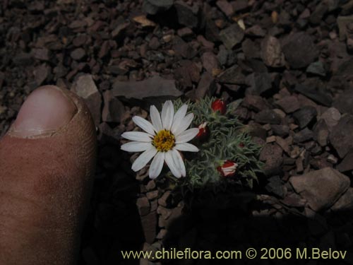 Image of Chaetanthera pusilla (Chinita). Click to enlarge parts of image.