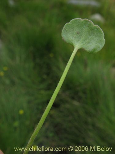 Bild von Ranunculus cymbalaria (Oreja de gato / Botón de oro). Klicken Sie, um den Ausschnitt zu vergrössern.