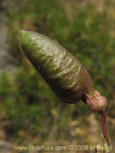 Bild von Eccremocarpus scaber (Chupa-chupa / Chupa-poto). Klicken Sie, um den Ausschnitt zu vergrössern.