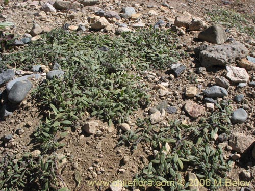 Heliotropium geisseiの写真