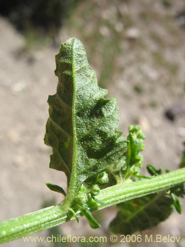 Image of Chenopodium ambrosioides (Paico / Pichan / Pichen). Click to enlarge parts of image.