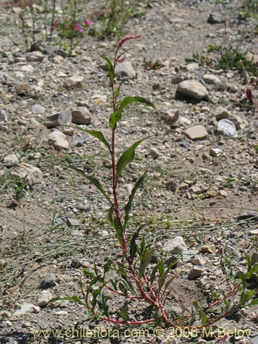 Image of Polygonum sp. #1573 (). Click to enlarge parts of image.