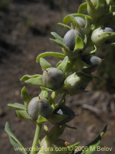 Image of Melosperma andicola (). Click to enlarge parts of image.