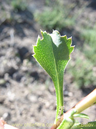 Image of Unidentified Plant #1846 ()