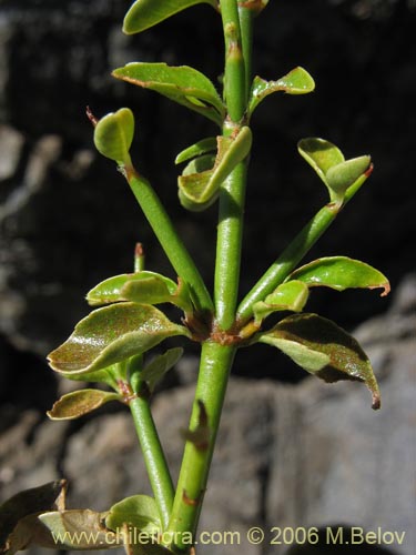 Discaria articulata의 사진