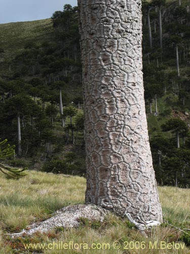 Image of Araucaria araucana (Araucaria / PehuÃ©n / PiÃ±onero). Click to enlarge parts of image.