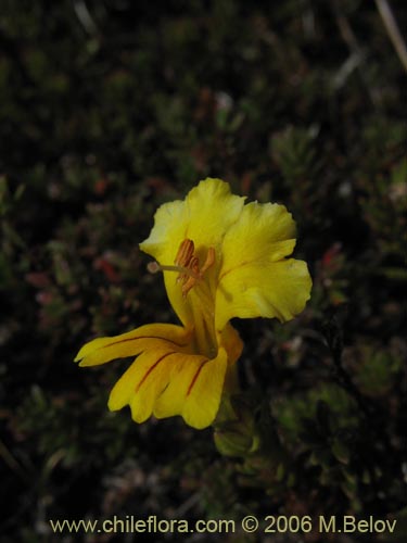 Bild von Euphrasia crysantha (Eufrasia amarilla). Klicken Sie, um den Ausschnitt zu vergrössern.