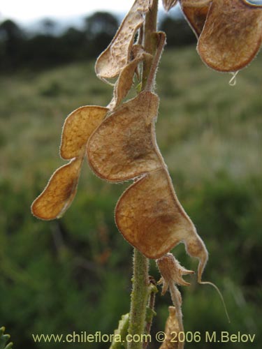 Image of Adesmia emarginata (Paramela). Click to enlarge parts of image.