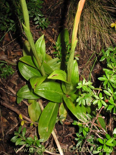 Image of Orchidaceae sp. #0998 (). Click to enlarge parts of image.