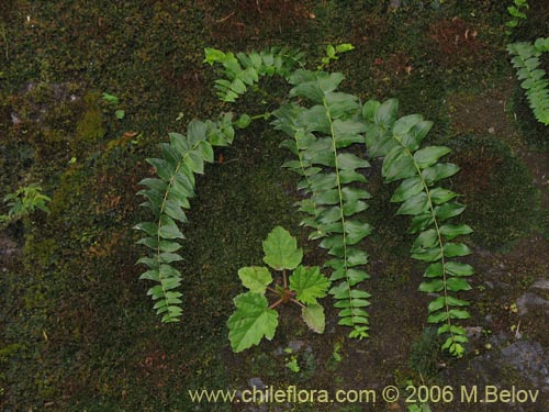 Image of Coriaria ruscifolia (Deu / Huique / Matarratones). Click to enlarge parts of image.