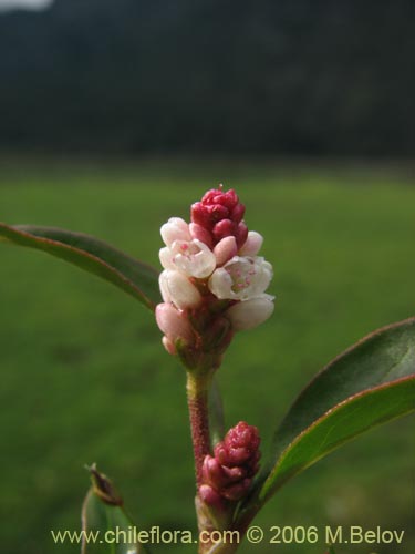 Image of Polygonum sp. #1565 (). Click to enlarge parts of image.