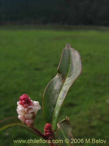 Image of Polygonum sp. #1565 (). Click to enlarge parts of image.