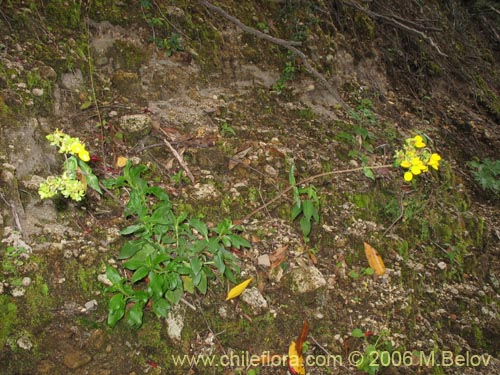 Image of Calceolaria dentata ssp. araucana (Capachito). Click to enlarge parts of image.