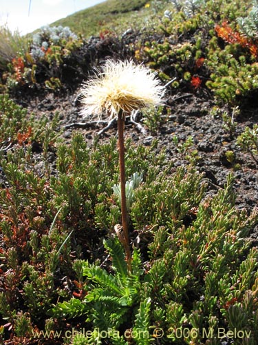 Image of Perezia pedicularidifolia (Estrella de los Andes). Click to enlarge parts of image.